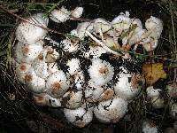 Media resource of Leucoagaricus meleagris