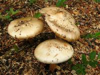 Amanita amerirubescens image