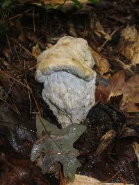 Hypomyces completus image