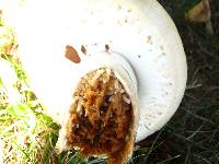 Agaricus arvensis image