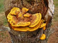 Phaeolus schweinitzii image