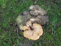 Polyporus squamosus image