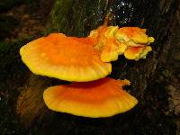 Laetiporus sulphureus image