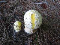 Amanita muscaria var. guessowii image