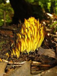 Clavulinopsis fusiformis image