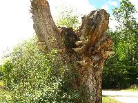 Ganoderma applanatum image