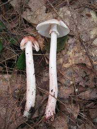 Amanita rubescens image