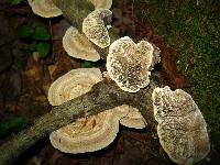 Daedaleopsis confragosa image