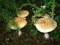 Amanita muscaria var. guessowii image