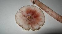 Amanita rubescens image