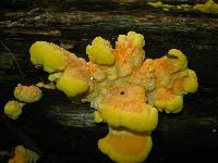 Laetiporus sulphureus image