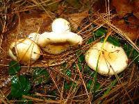 Hygrophorus flavodiscus image