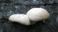 Pleurotus populinus image
