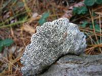 Daedaleopsis confragosa image