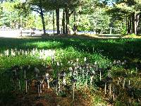 Coprinus comatus image