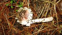 Amanita rubescens image