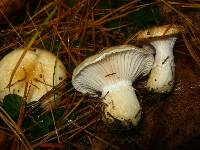 Hygrophorus flavodiscus image