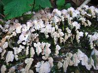 Trichaptum biforme image