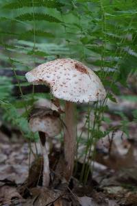 Amanita rubescens image