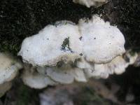 Bjerkandera adusta image
