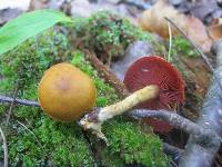 Cortinarius semisanguineus image