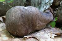 Megacollybia rodmanii image