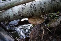 Ganoderma applanatum image