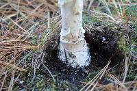 Amanita muscaria var. guessowii image
