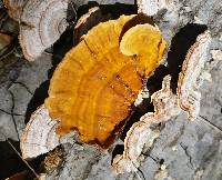 Stereum hirsutum image