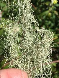 Ramalina menziesii image