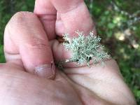 Ramalina farinacea image