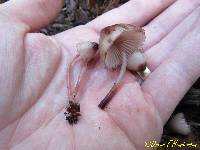 Mycena haematopus image