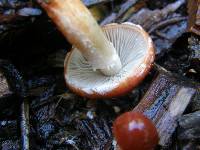 Leratiomyces ceres image