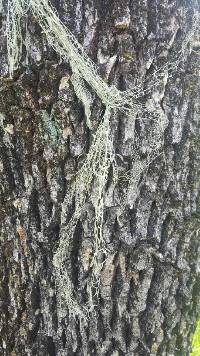 Ramalina menziesii image