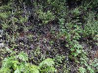 Pycnoporus coccineus image