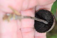Panaeolus papilionaceus image