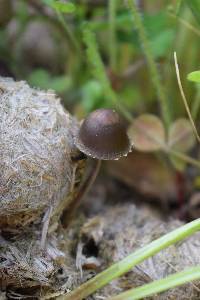Panaeolus papilionaceus image