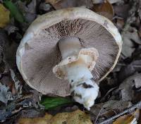Agaricus xanthodermus image