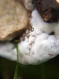 Hypomyces chrysospermus image