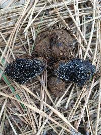 Media resource of Melanogaster tuberiformis