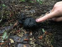 Annulohypoxylon thouarsianum image