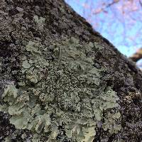 Thumbnail image of current specimen