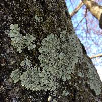 Thumbnail image of current specimen