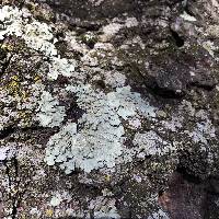 Thumbnail image of current specimen