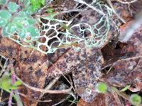Ramalina menziesii image