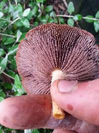 Leratiomyces ceres image