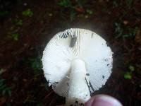 Amanita gemmata image
