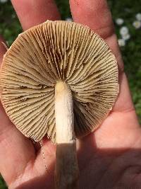 Leratiomyces ceres image