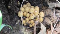 Coprinellus micaceus image