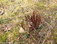 Pucciniastrum goeppertianum image